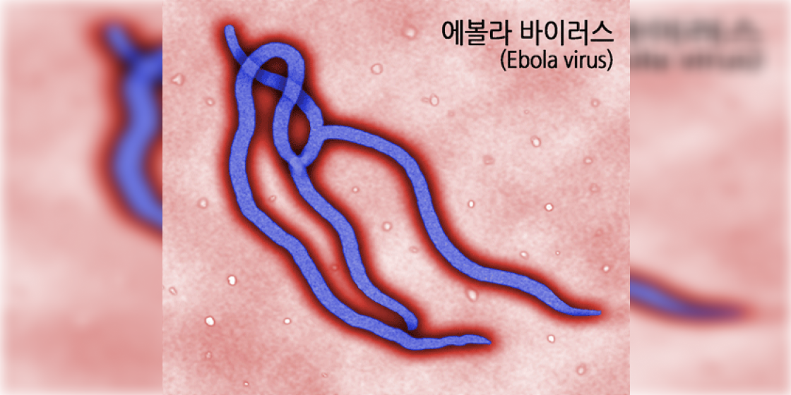 에볼라 테마 관련 이미지