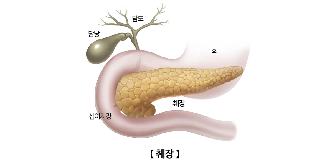 췌장염 테마 관련 이미지